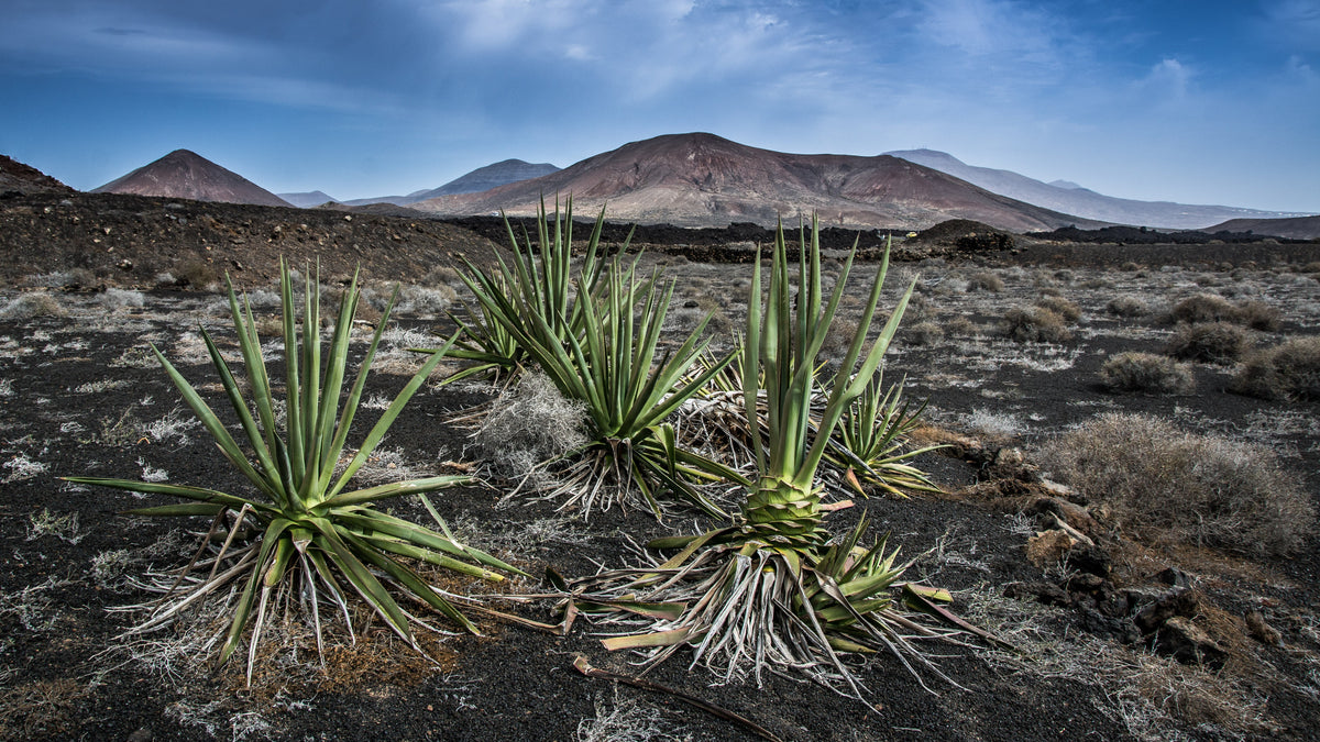 Volcanic landscape in Lanzarote, Canary Islands, Spain