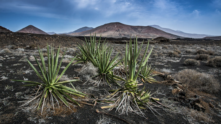 Volcanic landscape in Lanzarote, Canary Islands, Spain